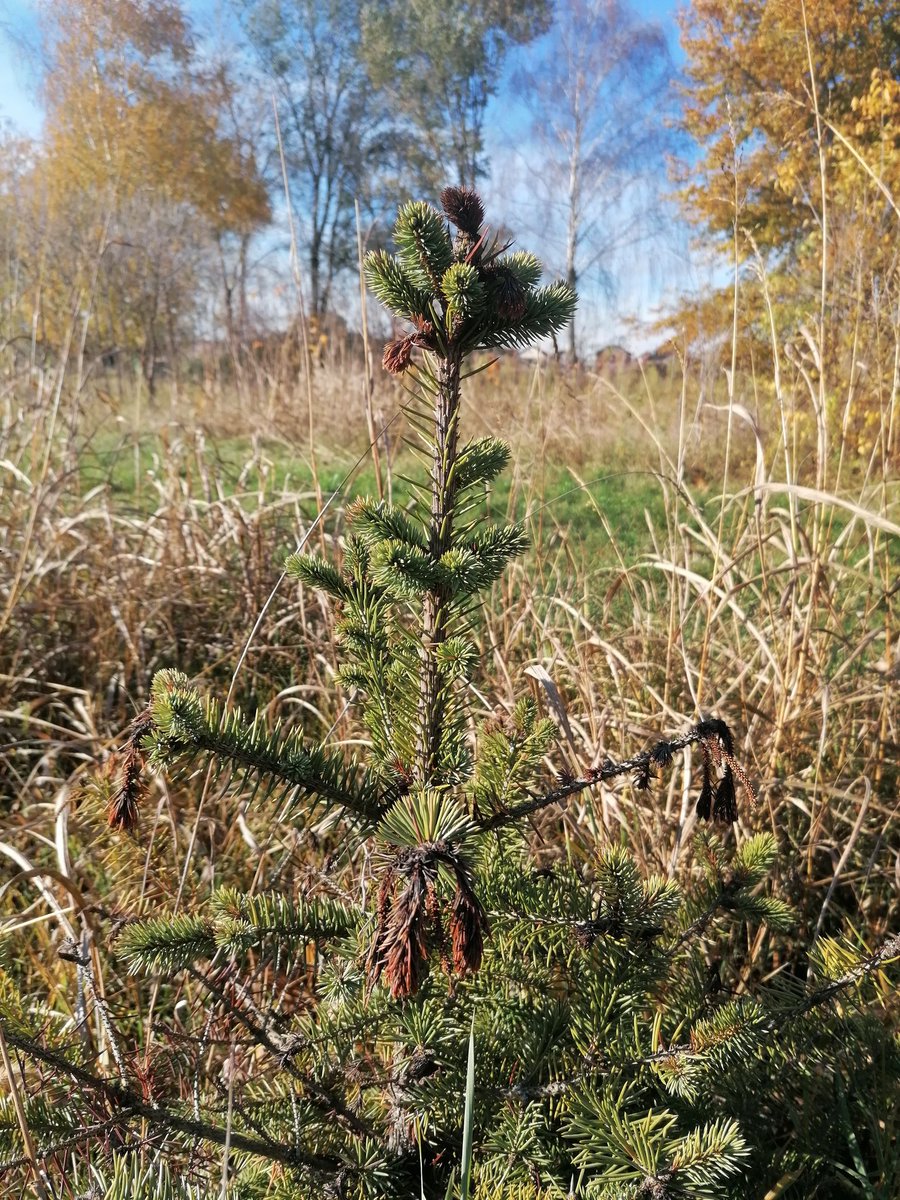 milica_zla's tweet photo. #Diplodia sapinea infection of Norway spruce #nursery #Botryosphaeriaceae ❤️🌲 https://t.co/ypMyg0Dovw