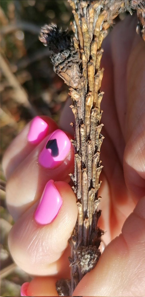 milica_zla's tweet photo. #Diplodia sapinea infection of Norway spruce #nursery #Botryosphaeriaceae ❤️🌲 https://t.co/ypMyg0Dovw