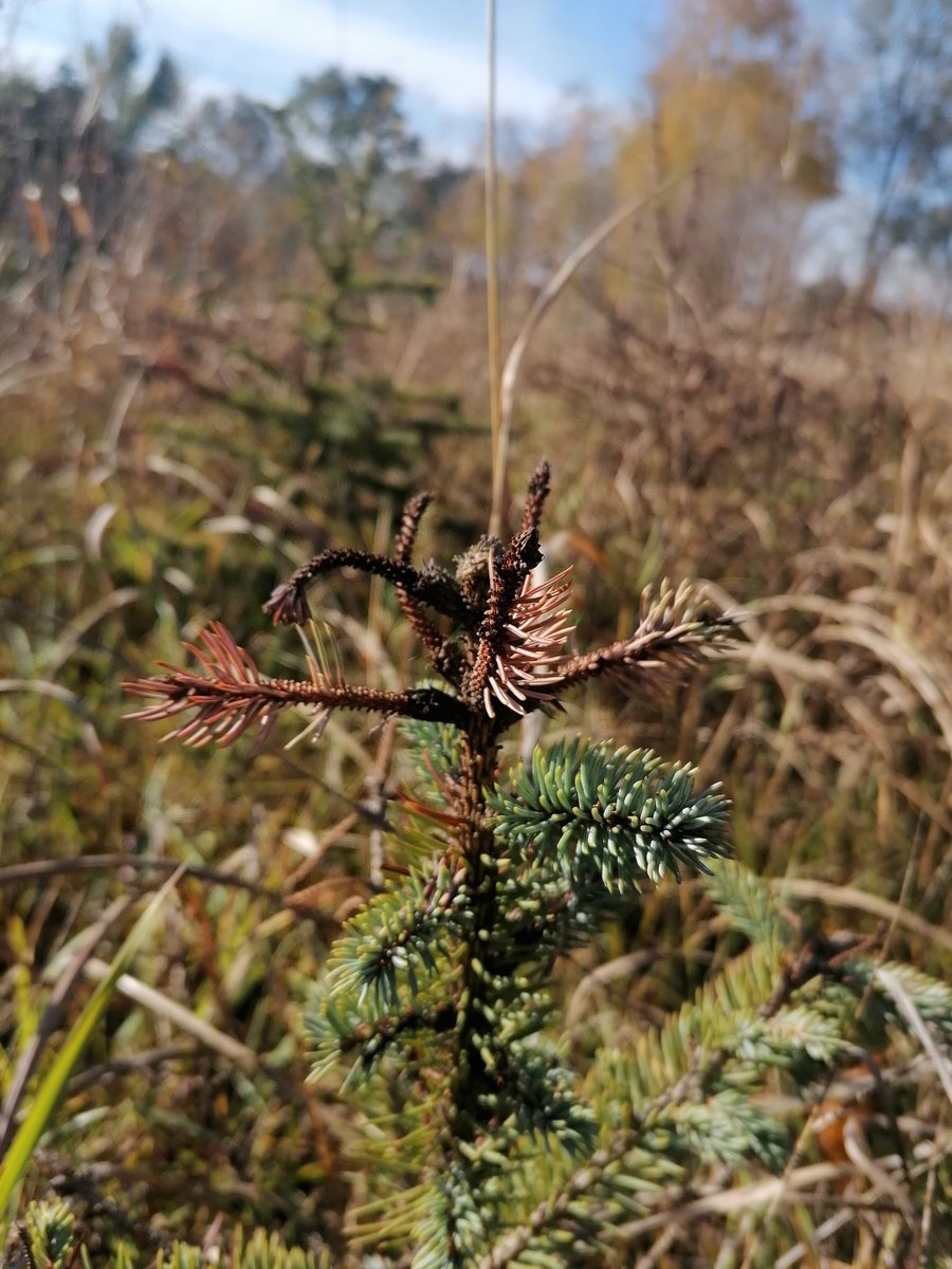 milica_zla's tweet photo. #Diplodia sapinea infection of Norway spruce #nursery #Botryosphaeriaceae ❤️🌲 https://t.co/ypMyg0Dovw