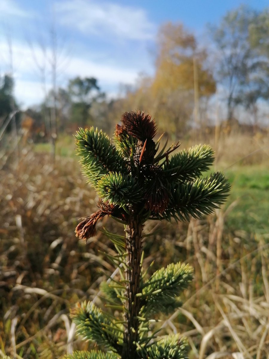 milica_zla's tweet photo. #Diplodia sapinea infection of Norway spruce #nursery #Botryosphaeriaceae ❤️🌲 https://t.co/ypMyg0Dovw