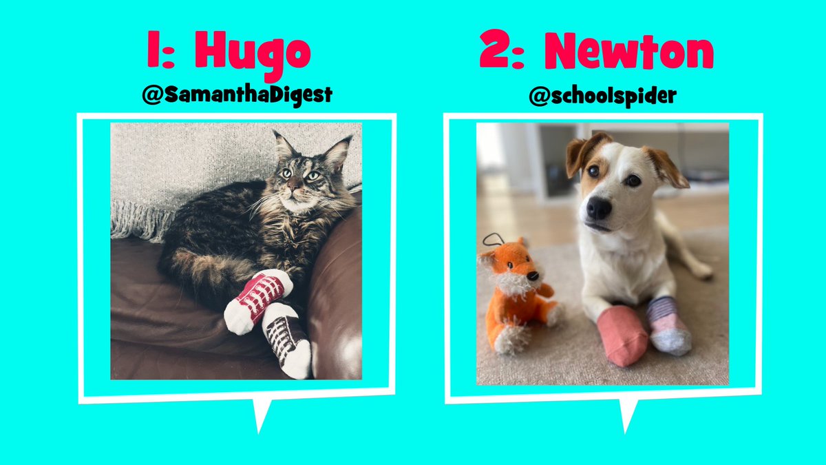 ABAonline's tweet photo. It's time for the first in our #PetsinOddSocks vote! 🐶🐱🧦 

Vote for your favourite via the poll in this thread. SO hard to choose from these 4 adorable furry friends!  @SamanthaDigest @schoolspider @SchoolDogBuddy1 @UffindallClare 

#AntiBullyingWeek #OddSocksDay #OneKindWord https://t.co/A3ZvD0cUlJ