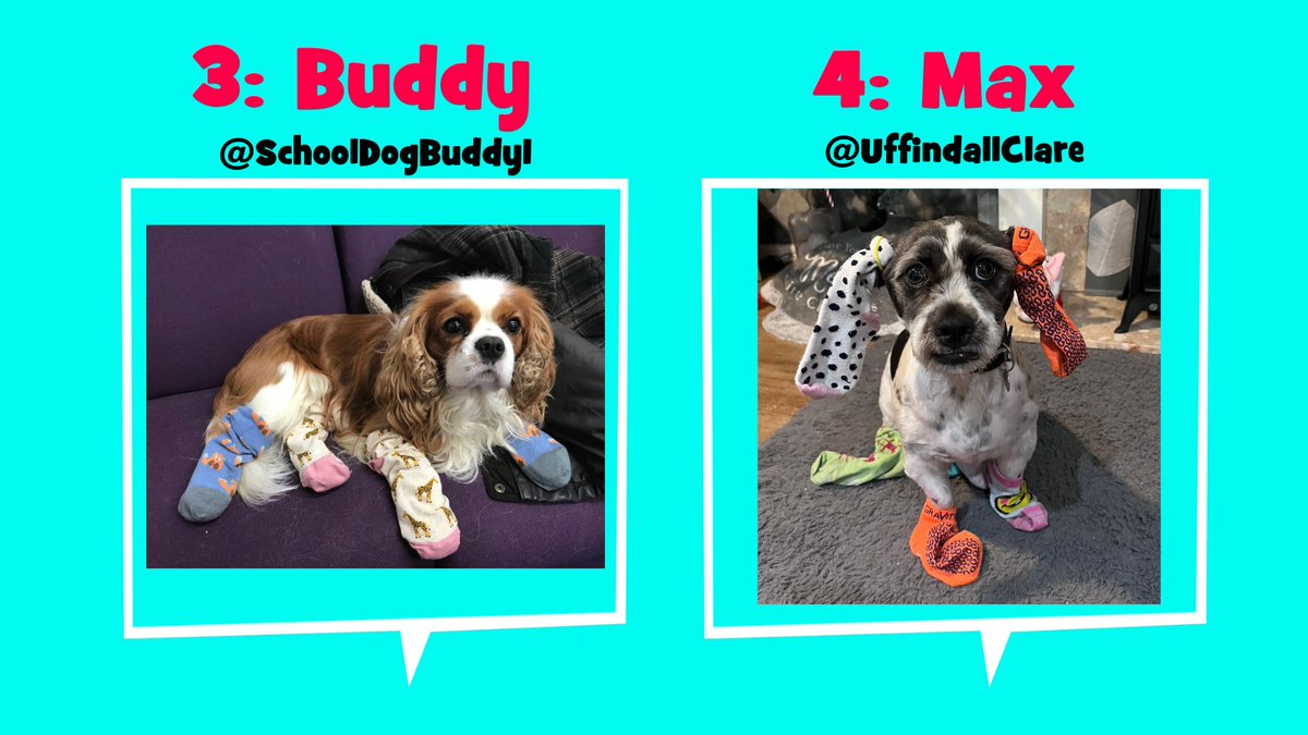 ABAonline's tweet photo. It's time for the first in our #PetsinOddSocks vote! 🐶🐱🧦 

Vote for your favourite via the poll in this thread. SO hard to choose from these 4 adorable furry friends!  @SamanthaDigest @schoolspider @SchoolDogBuddy1 @UffindallClare 

#AntiBullyingWeek #OddSocksDay #OneKindWord https://t.co/A3ZvD0cUlJ