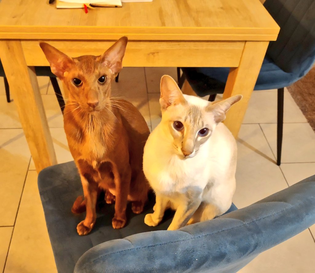 jolenehunter's tweet photo. Hello Everyone.. we are requesting #Tuna 🐟🐟🐟 #WheresWalter🐒 #JessiePinks🐯 #JudgingCat #CatsOfTwitter #catsofinstagram @Diablo_Siamese https://t.co/8hRmcN6zte