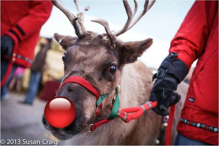 ExcXmas's tweet photo. Rudolph the red nosed Reindeer, had a very shiny nose! Who's excited for #reindeer at this year's #ExcelsiorChristkindlsmarkt?! 

Note: Rudolph's shiny nose may be missing the night of, he tends to misplace it... https://t.co/gdsUd3skrI