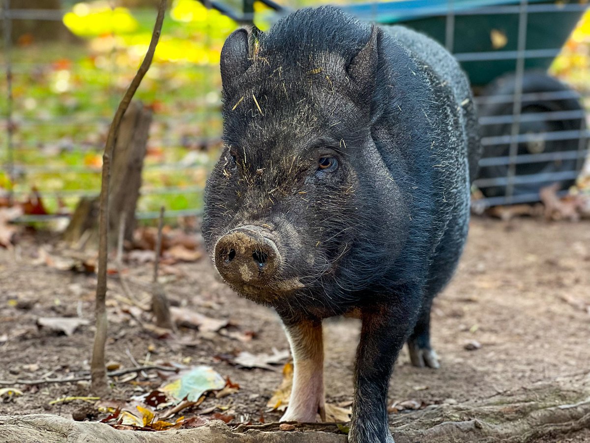 It's Monday and I feel like pancakes. Then again, I always feel like pancakes. 🐷 Be sure that if you don't already to follow my home @PigginsandBanks ! So many good things are going on here to provide a forever home to pigs and other animals. ❤️ #petpig #minipig #friendsnotfood