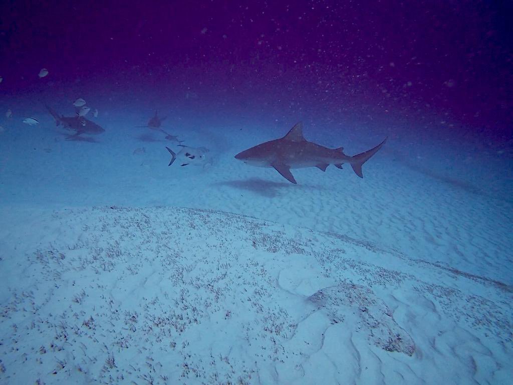 rmansilla83's tweet photo. Tiburón Toro
Playa del Carmen, México
#bullshark #diving #mexico #PlayaDelCarmen #purediving #DrHa https://t.co/p7uRM6QVlB