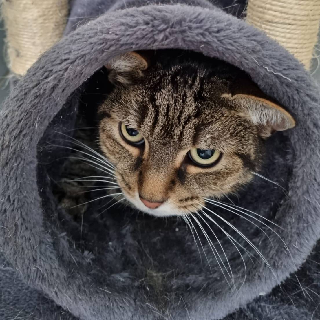 🐾Jake has that Monday feeling!🐾

Or is it his impending dental surgery that he's hiding from? Either way, understandable!

We hope you and your fur babies have a great week 🐾