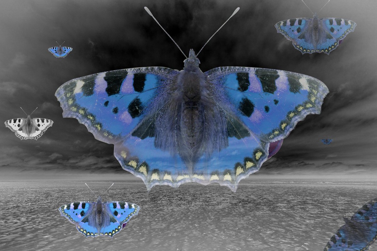 InmatesGuide's tweet image. Distressed Butterfly.