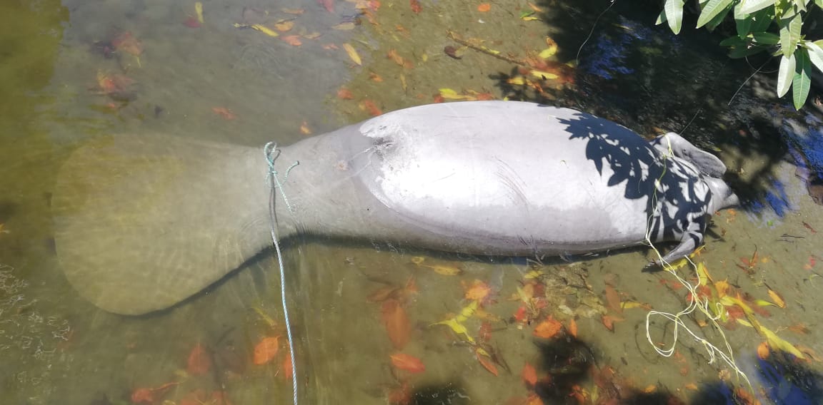 Hector M. Guzman tweet media