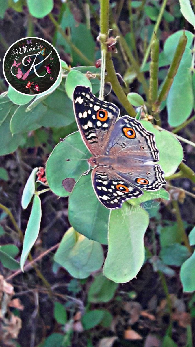 KalyaniKalkate's tweet photo. 🦋 How does one become a #Butterfly?
You have to want to learn to fly so much that you are willing to give up being a caterpillar.🦋
#ultimateK
#MyMobilePhotography
@MscBgc @ZoologyGal
@Nature__bird
Species👇
🦋 *#Junonia lemonias* (the lemon pansy,common nymphalid butterfly) https://t.co/LBHpun6aLH