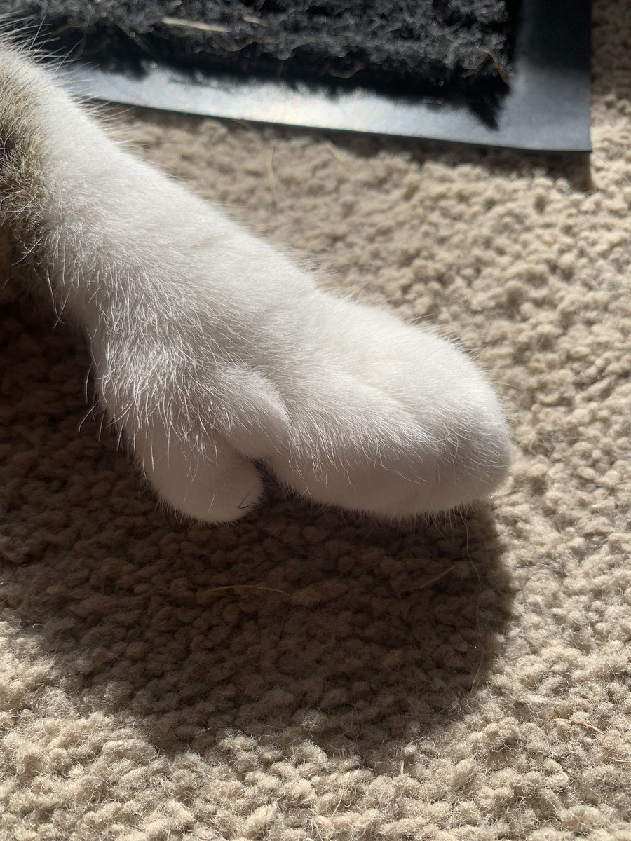 catnamedroswell's tweet photo. One mitt to rule them all #polydactalcat #CatsOfTwitter #cats #cutecatclub https://t.co/UOcE73F3NT