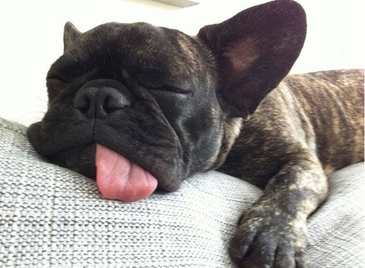 DMCpetposes's tweet photo. Here are some funny Pet Portraits to help brighten your Tuesday! What is your favorite one? 👀

#petposes
#petphotography
#photodisplay https://t.co/sCUVzBsJo2