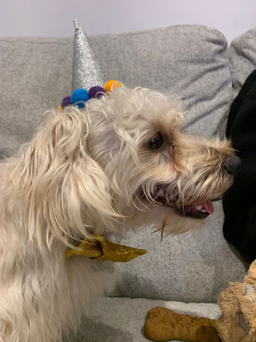 msadlers's tweet photo. @katelawler Chester the cavapoo and the Let’s Pawty balloons! https://t.co/rjNNBxMi2O