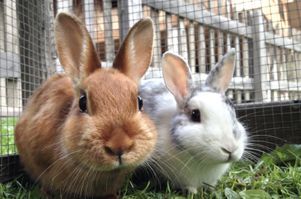 DMCpetposes's tweet photo. Here are some of our favorite hip-hop bunny portraits that will make you want to dance! 

#petposes
#petphotography
#photodisplay https://t.co/5nVYJ5uuXE