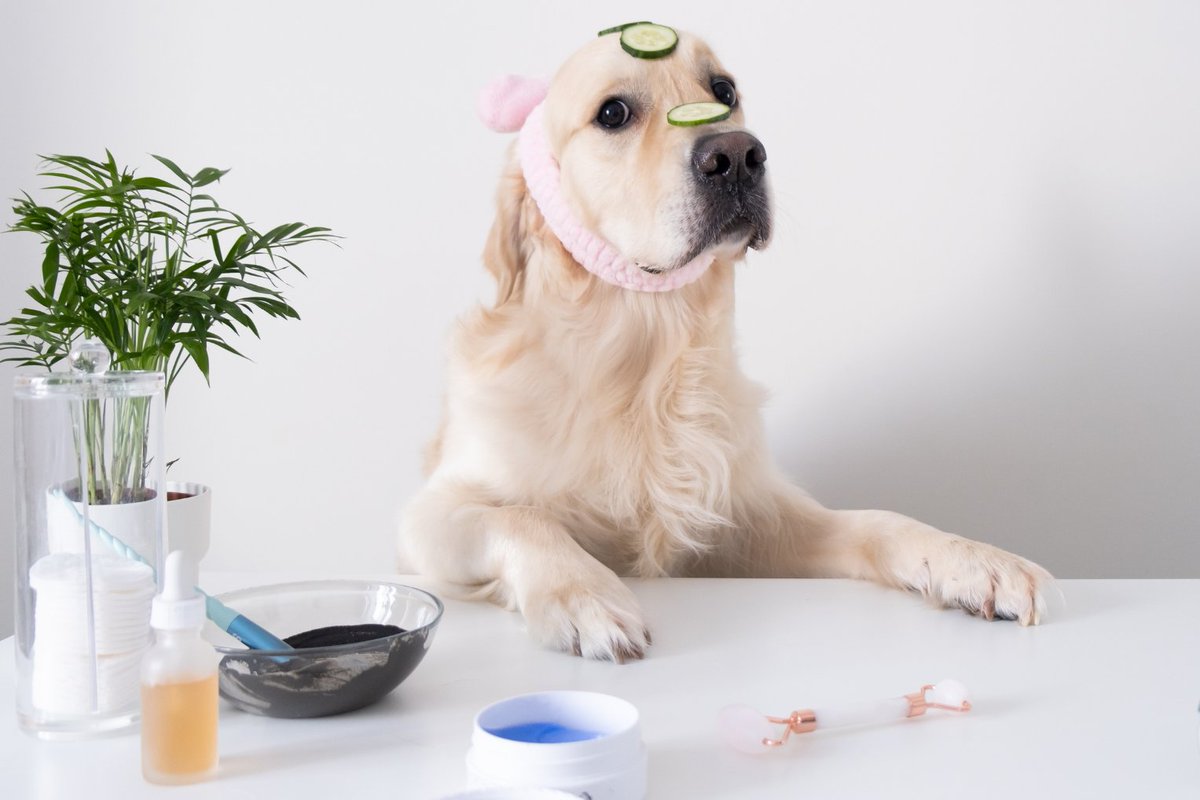 Is taking care of your dog "self care?"

We cover this and more in today's edition of Daily Dig! Link in bio to subscribe. 🐕

#dailydig #selfcare