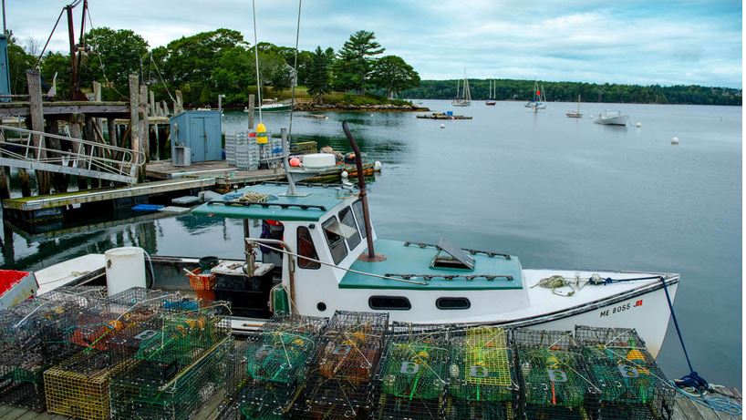 Scientific research on juvenile lobsters is being spearheaded through a program funded by <a href="/redlobster/">Red Lobster</a> and <a href="/readyseafood/">Ready Seafood</a> in collaboration with Cranberry Isle Fishermen's Co-Op  umaine.edu/news/blog/2021…