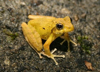 AmphibiaWeb's tweet photo. Synchronized songs - Like other species, Japanese Ryukyu Kajika Frog males overlap their mating calls.

Legett et al. (2021) found that females aren't turned off by the 
noisy hubbub. The multiple male melody decreases parasite and predator risk.

https://t.co/ZRXa0Hvk32 https://t.co/vNPPETiJd4
