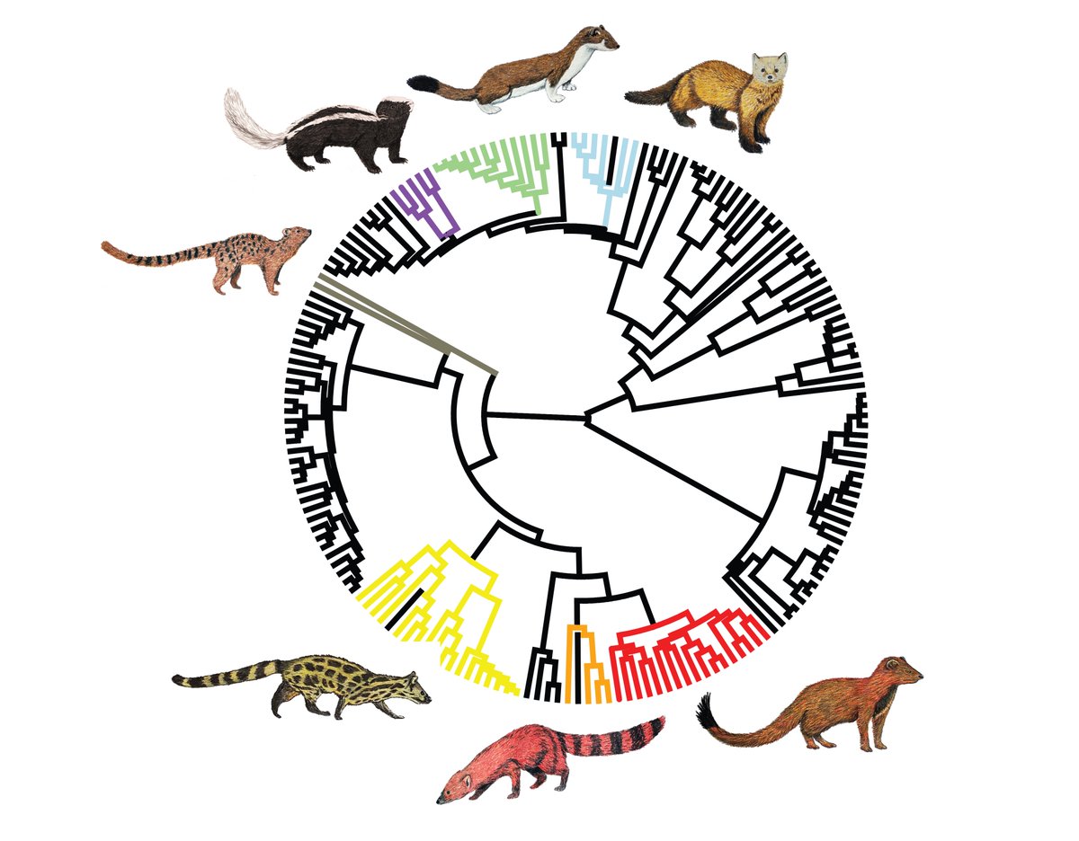 Excited to share that my paper examining body elongation convergence in carnivorans is published in <a href="/systbiol/">Society of Systematic Biologists</a>! 1/n 🧵

doi.org/10.1093/sysbio…