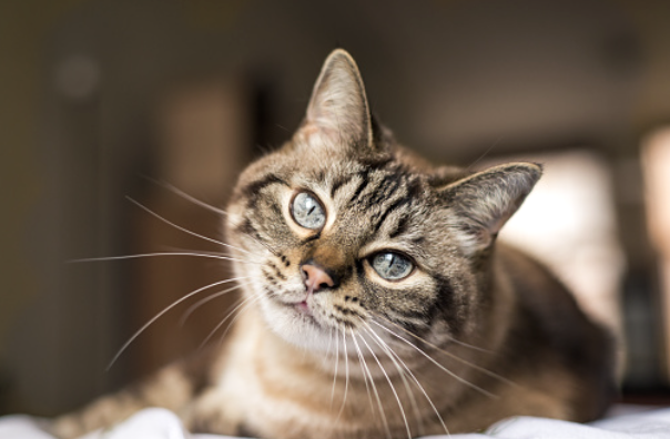 DMCpetposes's tweet photo. Cat’s Eyes: intimate pet portraits 

How beautiful are these cuties' eyes?

#petposes
#petphotography
#photodisplay https://t.co/KuYYyAEemG