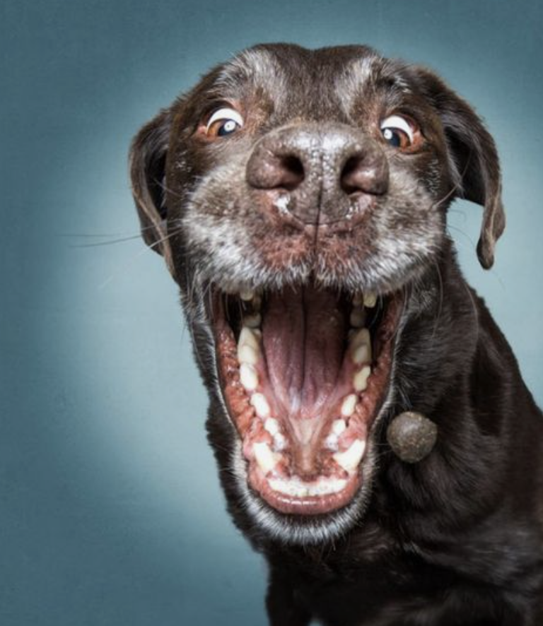 DMCpetposes's tweet photo. Funny faces: doggos catching treats

These get us every time! 😂😂

#petposes
#petphotography
#photodisplay https://t.co/vAj2hvhVvB