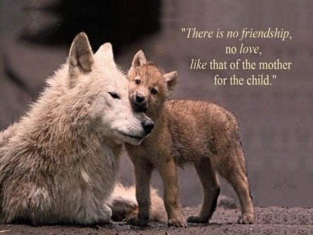 prcowboys's tweet photo. @nywolforg #StopHuntingWolves #StandUpForWolves ๐บ๐ค๐พโค๏ธ https://t.co/H4T8Ca3dC5