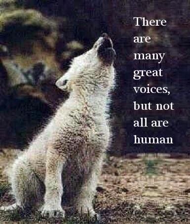 prcowboys's tweet photo. @nywolforg #StopHuntingWolves #StandUpForWolves ๐บ๐ค๐พโค๏ธ https://t.co/H4T8Ca3dC5