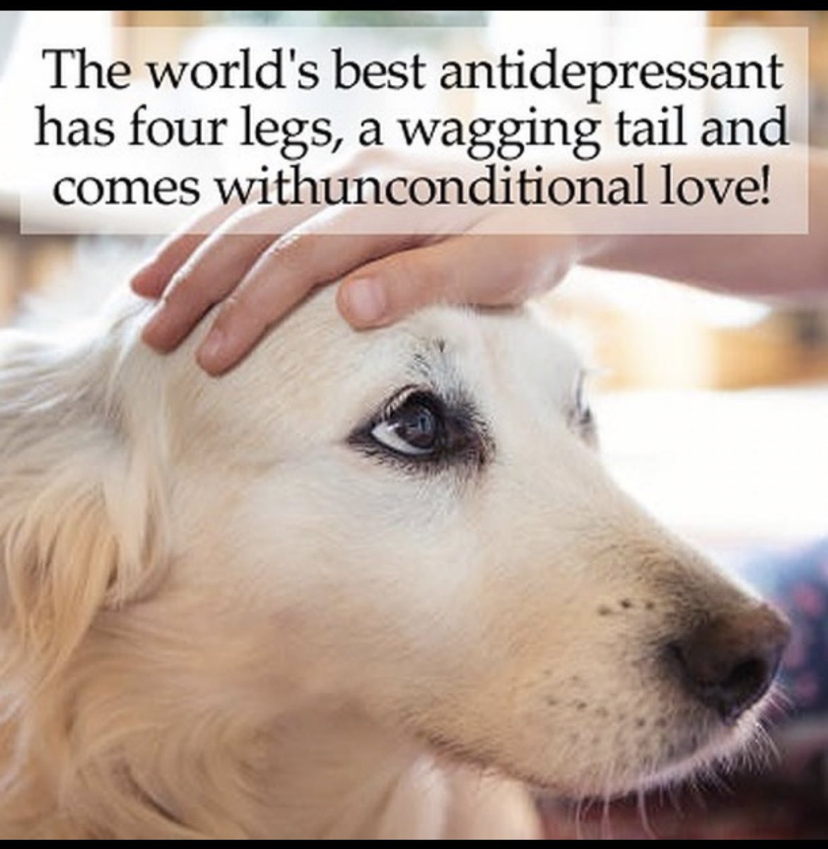 Mum says ain’t that the truth?! 🥰 #ollythecollie #bordercollie #dog #dogsoftwitter https://t.co/ecD0N6KWN9