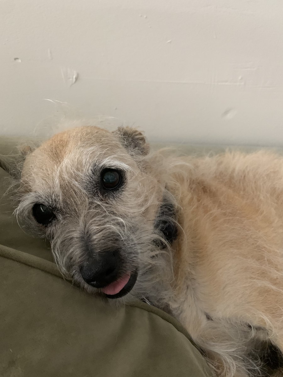 beefjurgy's tweet photo. @vslavich his tongue gets dry and sticks out. 😋 https://t.co/48axQzrcoC