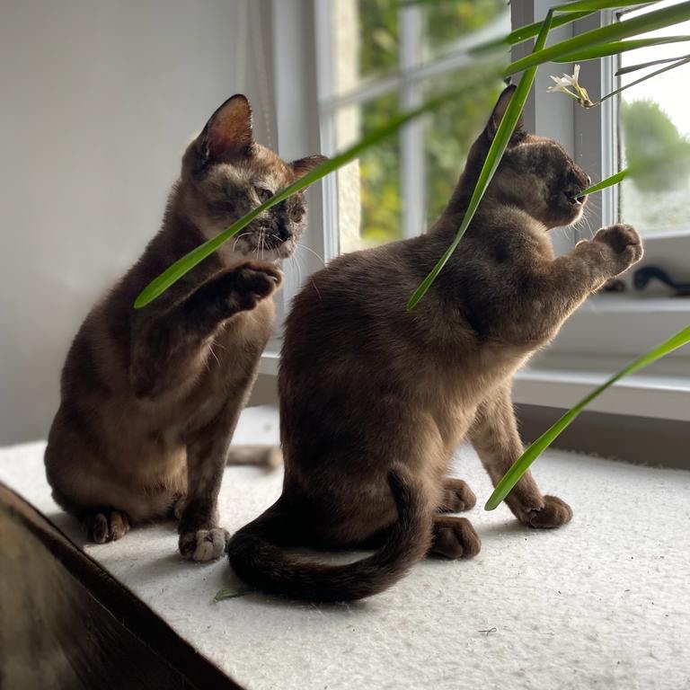 Designer kittens ruin my Narcissi