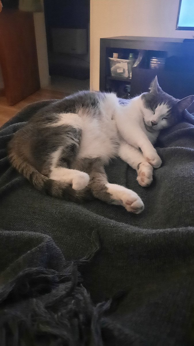 nicopriolo's tweet photo. Voy a empezar un hilo de Isa durmiendo porque se lo merece 💕 https://t.co/scJeBiSZaV