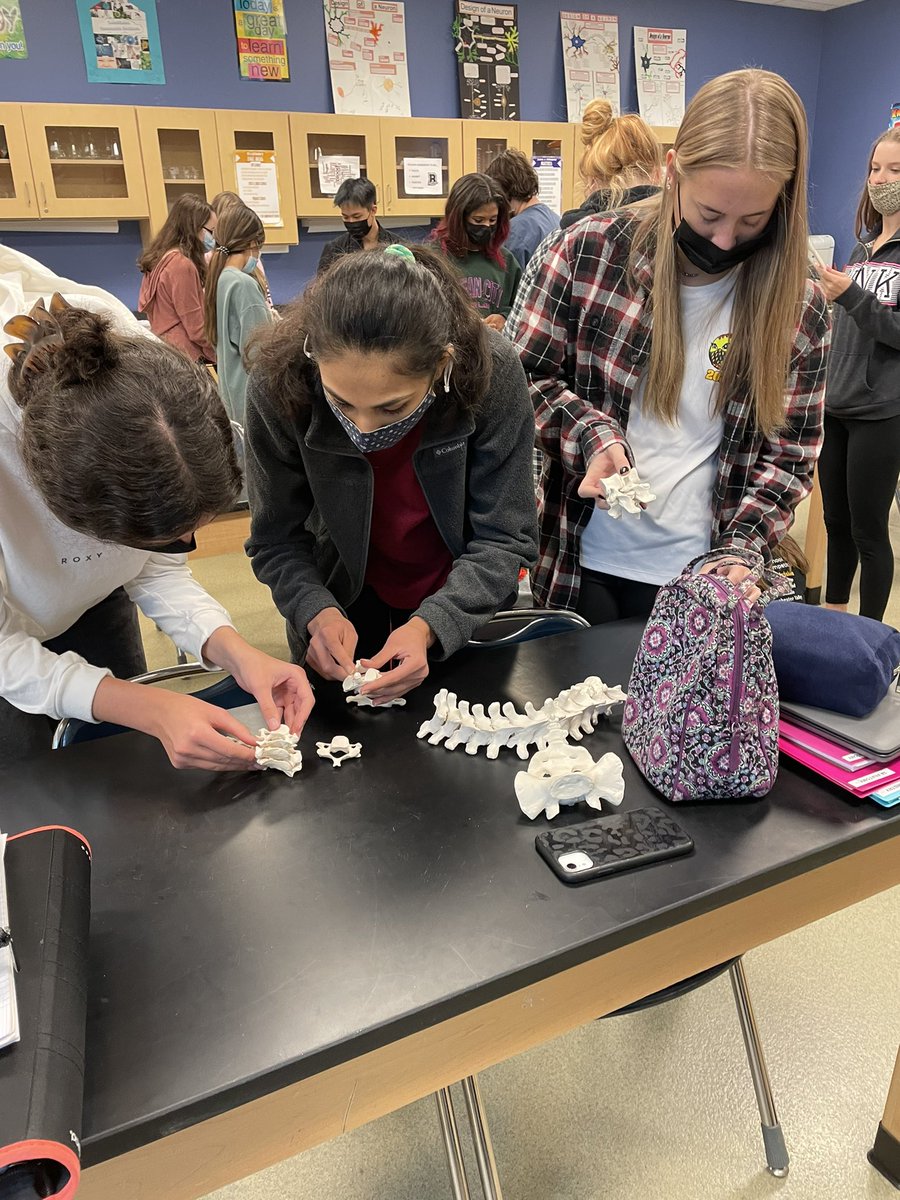 BAHSBarry's tweet photo. Just building a skeleton, nbd 💀#bonedetectives https://t.co/6LiUNWVebn