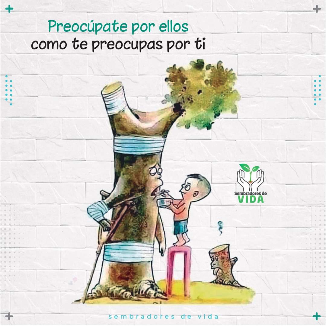 ecosembradores's tweet photo. 🌳 Cuidemos los árboles que ya tenemos, un árbol adulto produce alrededor de los 320 a 360 litros de  oxígeno en 24 horas

Cambiemos hábitos que contribuyan a no contaminar nuestro ambiente

Preocúpate por ellos, como te preocupas por ti 
💚🌱🌳
#SembrandoVida
#SembradoresdeVida https://t.co/HX1BwwLWow