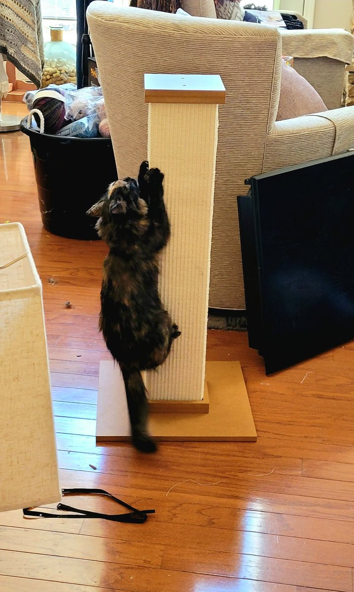 My hooman came home with this tall object, which I find myself insanely clawing at. Am I normal? P.S. I use to claw the chair behind it... and I still do... sometimes. meow.