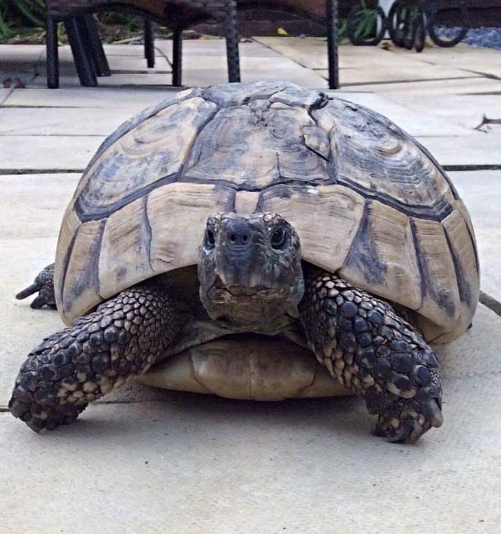 JohnDaffern2's tweet photo. #Missing: GEORGE THE TORTOISE Black and Tan Male - Distinctive Shell
Age: 76
#Lost: 12/11/21
Area: Joiners Road #ThreeCrosses #Swansea #Wales #SA4
#Microchipped - Very Friendly, Size of a human head, heavy to hold, requires daily #medical attention, believed #Stolen https://t.co/iTT6K1k3cm