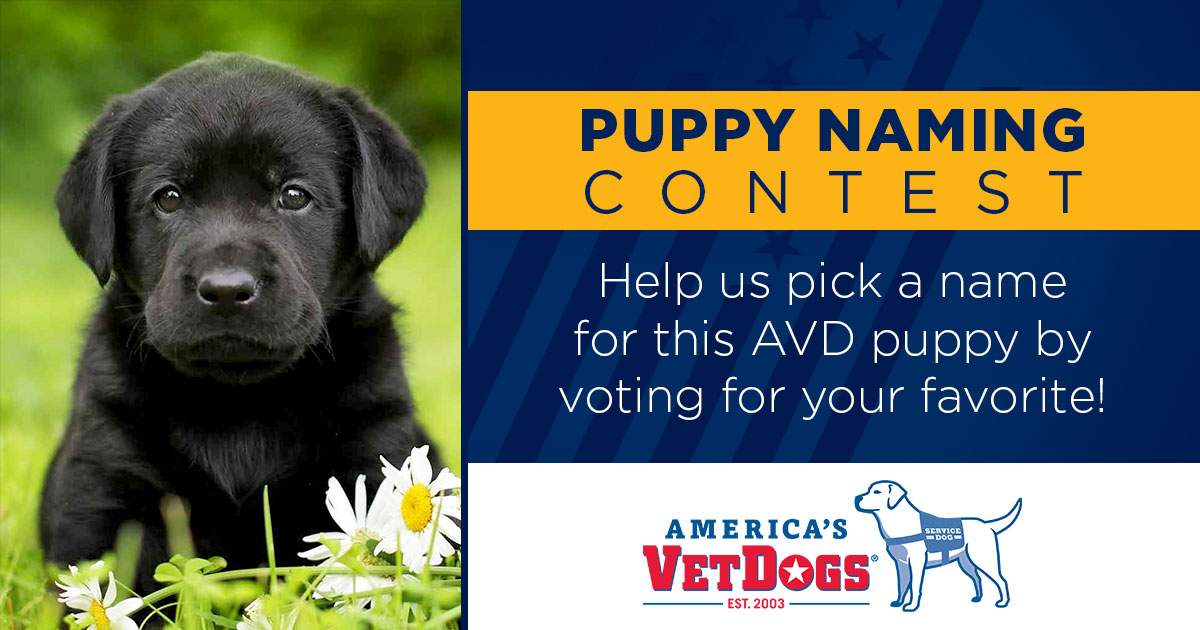 We are excited to be a "Name a Puppy Sponsor" for this <a href="/AmericasVetDogs/">America's VetDogs</a> female black lab. You can help us give her a permanent identity by choosing your favorite name from this list: okt.to/quHtbK. Voting ends on Friday, Nov. 19. The name with the most votes wins!