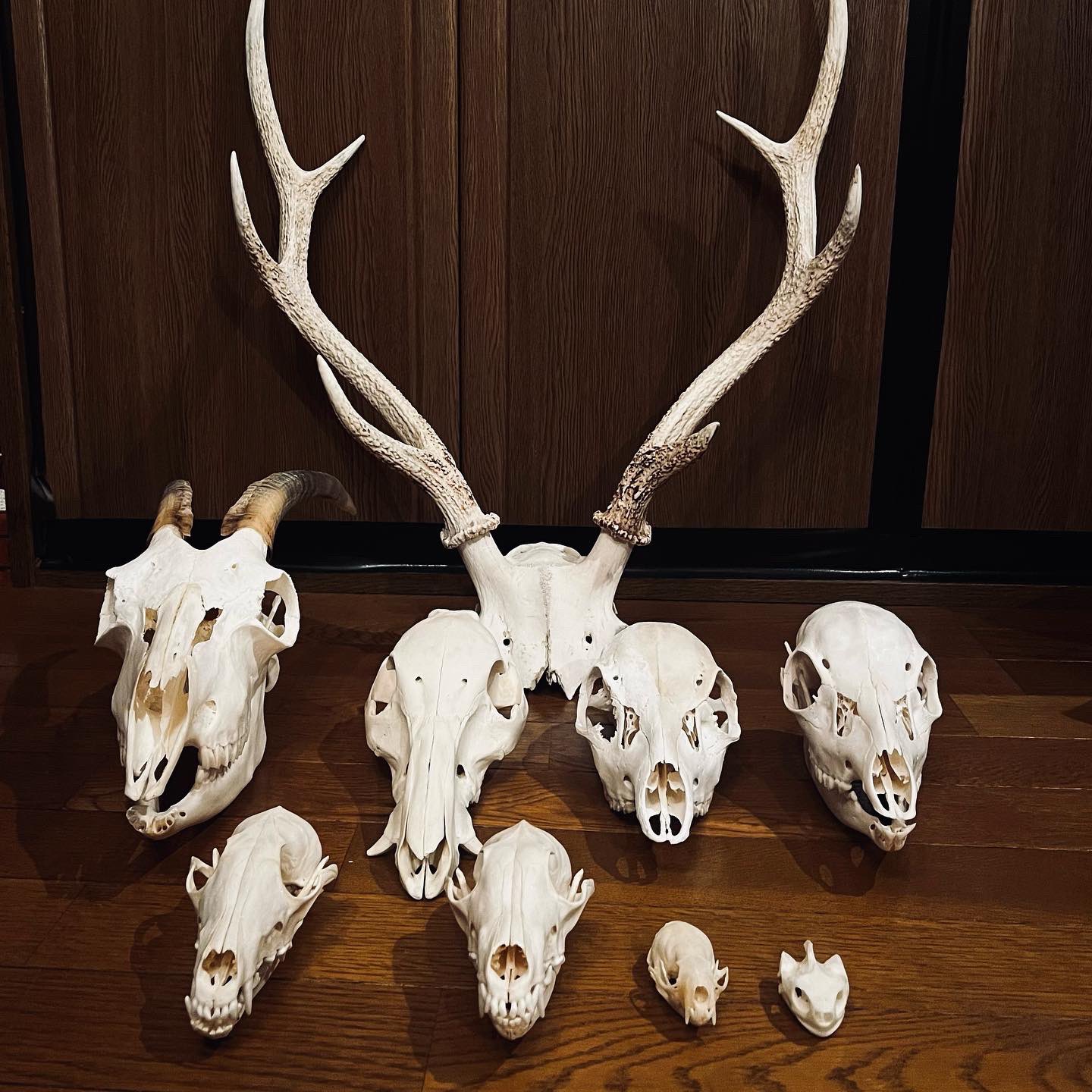 豪奢な 頭骨と植物のアート 退廃 額縁アート その他 Labelians Fr