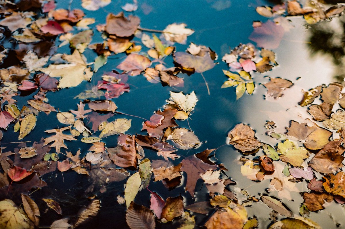 HelloTurkeyToe's tweet photo. go ahead and shoot all the portra 400 you want. leaves more porta 160 for me. 😌

#filmphotography #portra #believeinfilm #shootfilm https://t.co/PHcTIbKvI5