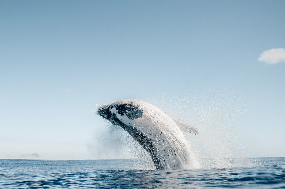 Robert King tweet media