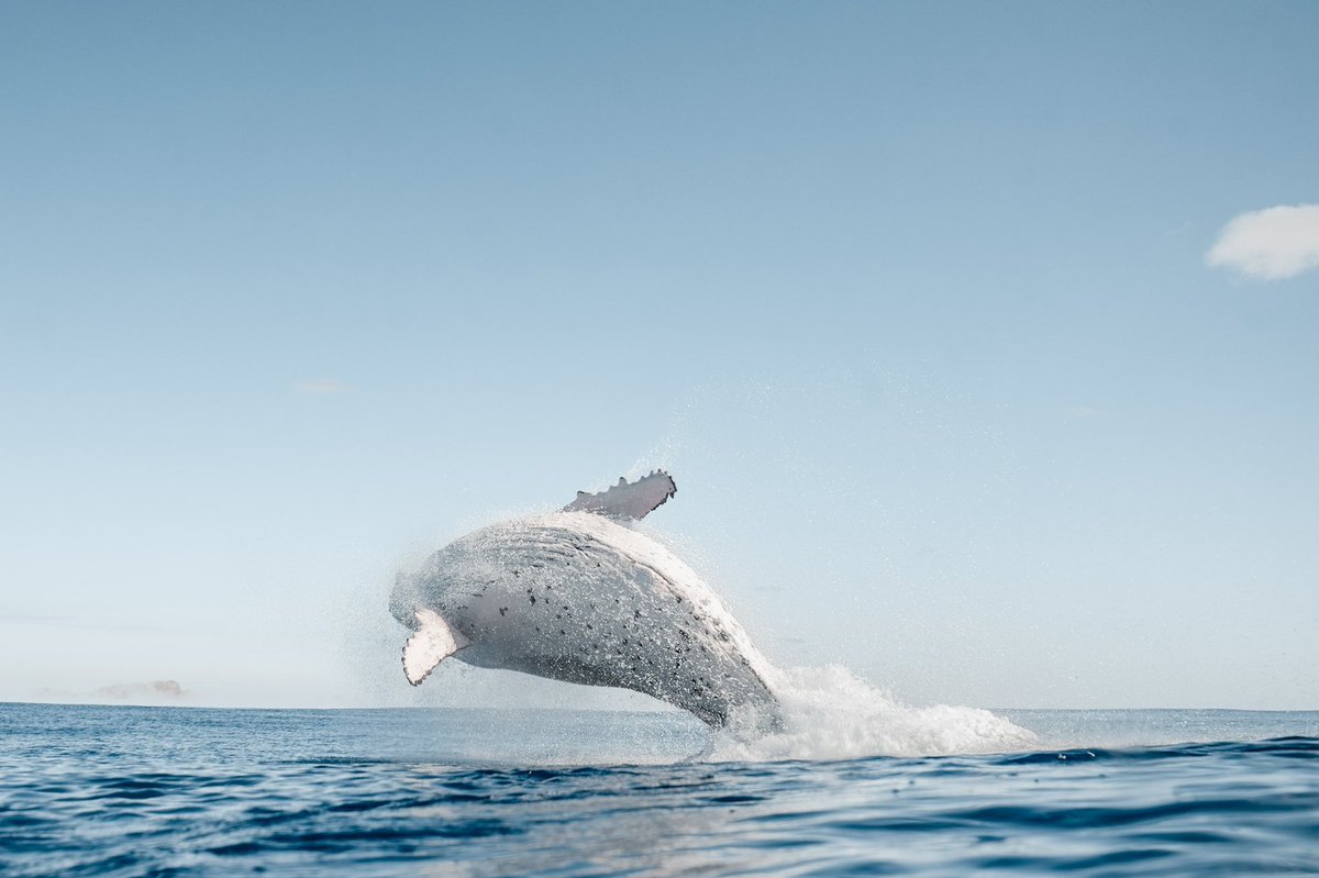 Robert King tweet media