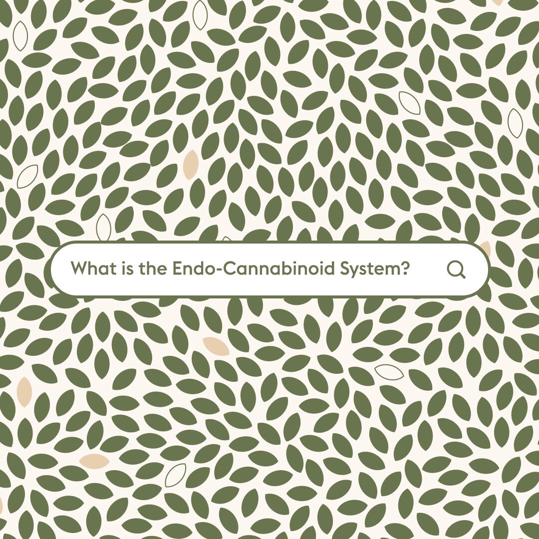 The Endo-Cannabinoid System is responsible for regulating and balancing many processes in the body. Chronic stress is one of the biggest strains on our Endo-Cannabinoid System which ultimately causes changes in mood and sleep.