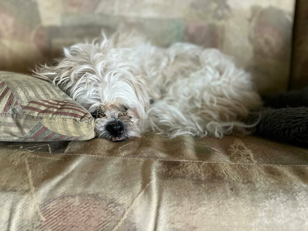 dogsofoutreach's tweet photo. Tosca feels like it’s a stay in and snuggle sort of day https://t.co/TDRuCWWm5V https://t.co/nuyLh5ep2t