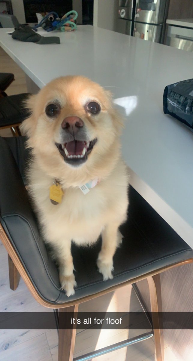 official_floof's tweet photo. hi !!! https://t.co/v1Nu2j0CSy