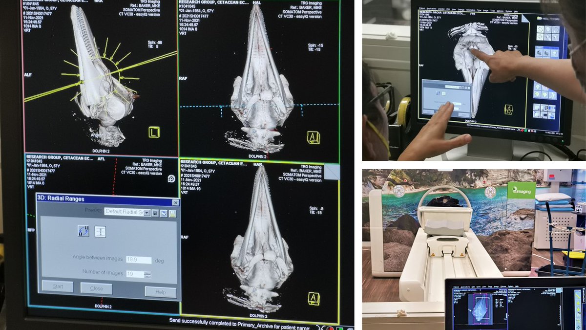 RebeccaMBoys's tweet photo. Undertaking important mahi in partnership with Tangata whenua, DOC and Aquatic animal #virtopsy lab to understand #MarineMammal euthanasia efficacy. CT images by TRG of dolphins, which due to poor health and welfare concerns at #stranding, had to be euthanised #AnimalWelfare #PhD https://t.co/jeckbXRavH