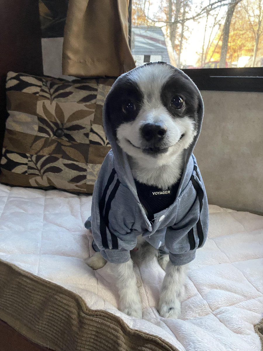 This is Chevy. He doesn’t mind the colder weather because he gets to wear his hoodie. It’s very cozy. 13/10