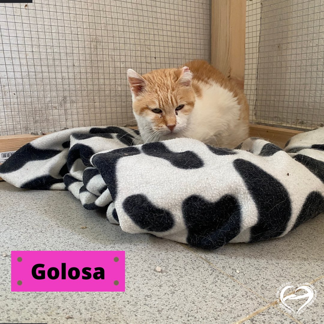 AnimalesToro's tweet photo. 🍭GOLOSA🍭

Golosi es un caso especial, la pobre lo pasa fatal en el refugio, no se mueve de su camita en todo el día! 
Ella necesita una casa que le de mucho cariño y tenga paciencia con ella, en su adaptación! 

➡️abandonostoro@hotmail.com 
➡️https://t.co/WMkbJKwaDh https://t.co/zDsvLq8k1k