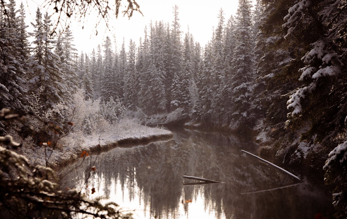 WallaBare's tweet photo. first snow https://t.co/g74X9E1uPl