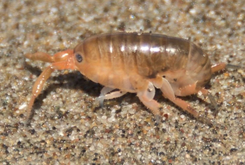 dailyoceanfacts's tweet photo. A small genus of decapod crustaceans, Emerita, are also known as sand flea, sand bugs, and mole crabs.
#MarineScience #OceanFacts #SandFlea #MoleCrab #SandBug https://t.co/49zmXWnWtJ