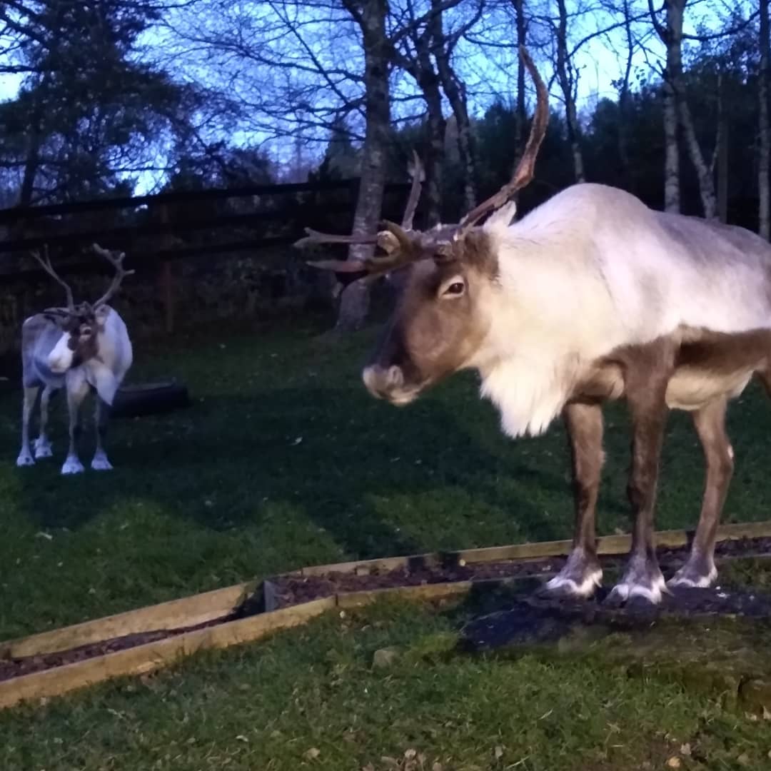 wheresfleur's tweet photo. Wonderful to meet Hook, Caesar, Pumpkin and Flax at @ReindeerHerd this afternoon #Scotland https://t.co/0OxhvgW1hW