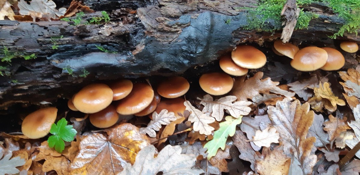 Third #MycoMonday of the @CirmFungi with @BBF_lab : Huntiiiing... in the rain 🎵🌧️🍄 Beech forest in the @FederationPNR
Sainte-Baume
@INRAE_PACA @INRAE_TRANSFORM @INRAE_DPT_MICA