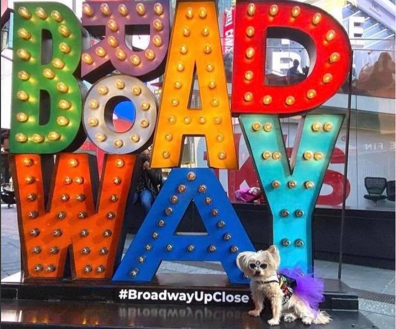 We love when our animal friends visit #DuffySquare! Say hello to Morkie!

📸: manhattanmorkie

#BroadwayUpClose @broadwayupclose @timessquarenyc #PupsOfTKTS